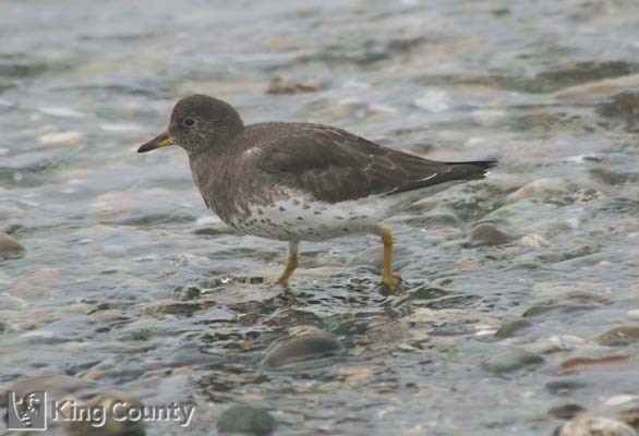 Photo of Surfbird - Aphriza virgata